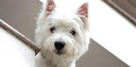 Šećerna bolest kod pasa