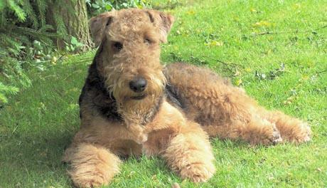 Zaštita od krpelja – sprej i ogrlica