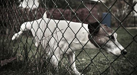 Problem sa susjedovim ljubimcima