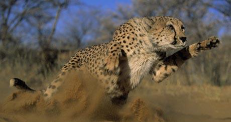 Kratki i intenzivni treninzi