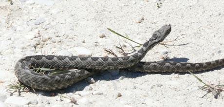 Otrovne zmije naših krajeva