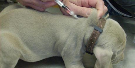 Cijepljenja štenadi