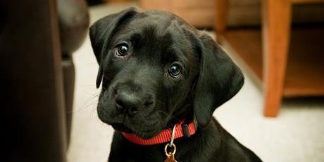 Izolacija necijepljenog šteneta