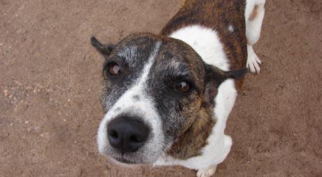 Problemi s analnim vrećicama