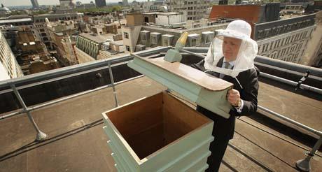 Pčelarstvo u gradovima