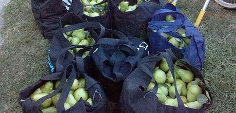 Voćka je neobrana, ali ima nekog da je bere