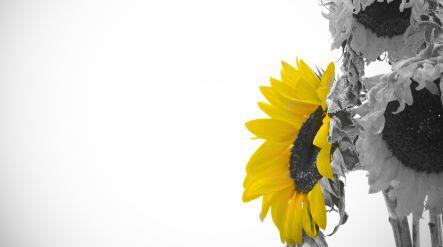 Od raka do normalnih stanica