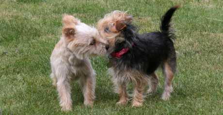 Spolno prenosive bolesti