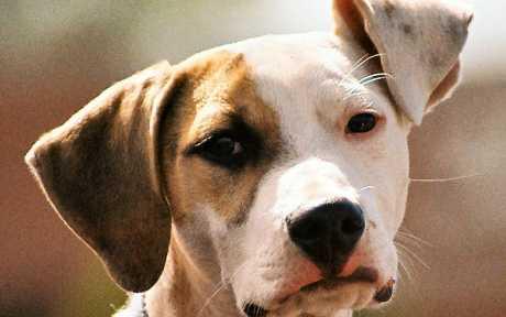 Iscjedak kod mužjaka