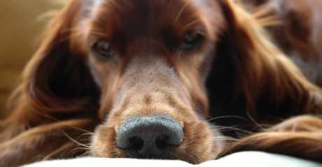 Gljivična oboljenja životinja i ljudi