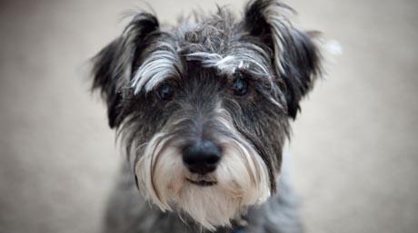 Nabava pasa kod profesionalnih uzgajivača