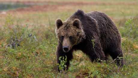 Životinje uzvraćaju jedan udarac
