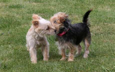 Mužjaka ili ženku?