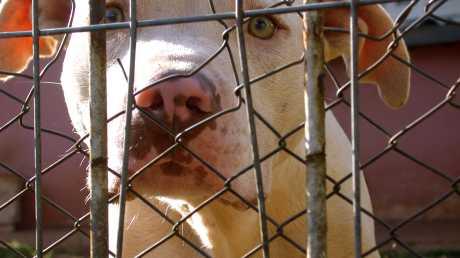 Uzroci agresije u pasa