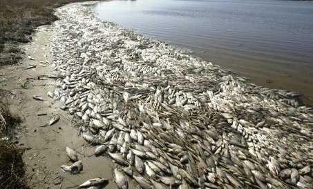 Što je pobilo ptice, rakove i ribe?