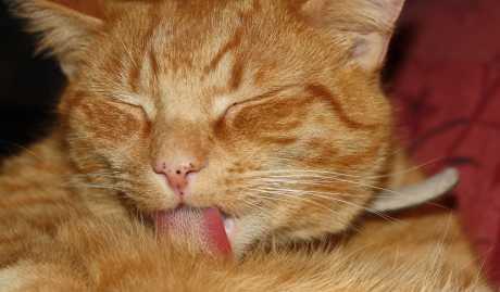 Spolni ciklus mačaka