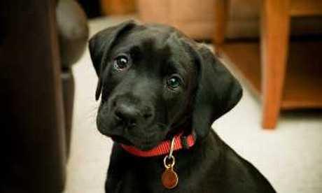 Gluhoća pasa i mačaka