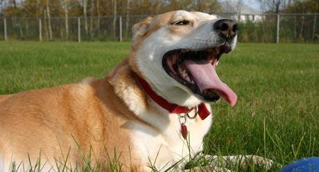 Ampule za zaštitu od krpelja