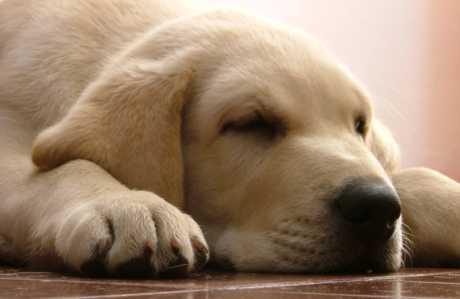 Bolesti koje prenose krpelji - Babezioza