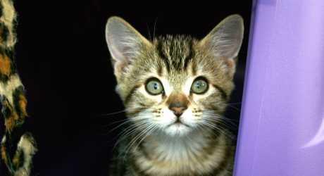 Napuštanje ljubimaca