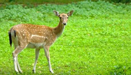 Šteta na vozilu nakon sudara sa srnom