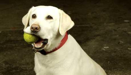 Liječenje vlažnog ekcema