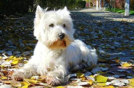 Kožne bolesti - seboreja