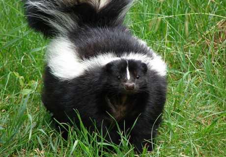 Tvor kao kućni ljubimac