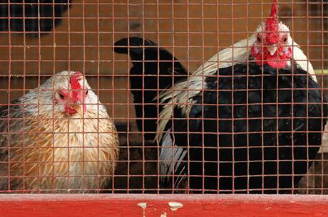 Pokretanje peradarnika