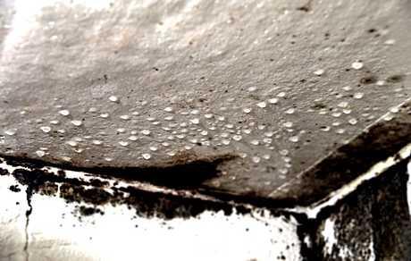 Gljivice na zidovima nisu pokrivene osiguranjem