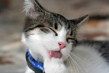 Gubitak dlake uzrokovan stresom