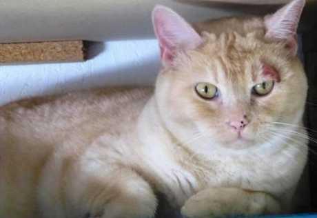 Gljivična oboljenja kože