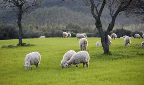 Prijava nositelja obiteljskog gospodarstva na HZZ