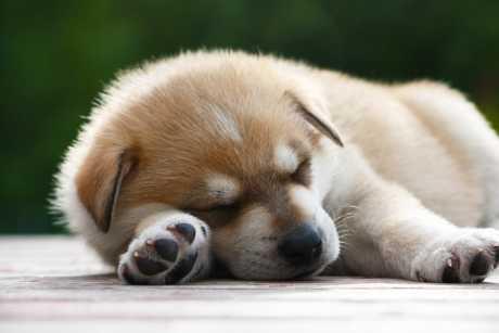 Pupčane kile kod štenadi