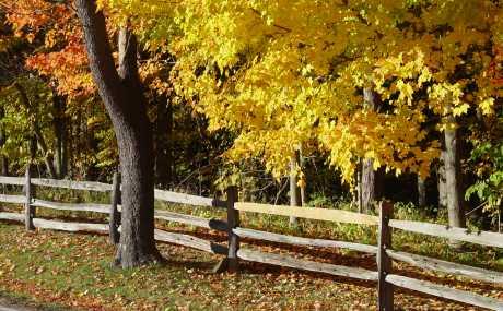 Susjedova stabla oštećuju mi krov