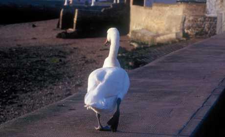 Na putu putova, amen