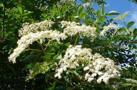 Cvjetovi bazge – zdravi, korisni i dostupni