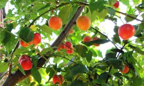 Amule – zaboravljeno blago našeg kraja