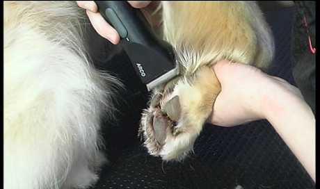 Šišanje i higijena