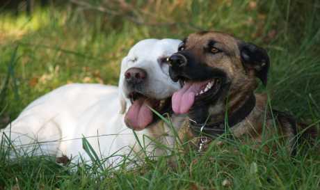 Zarazni pasji kašalj