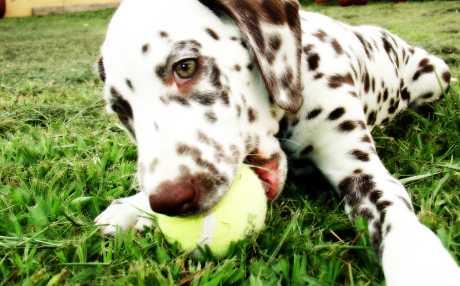 Kožno oboljenje pasa - demodikoza