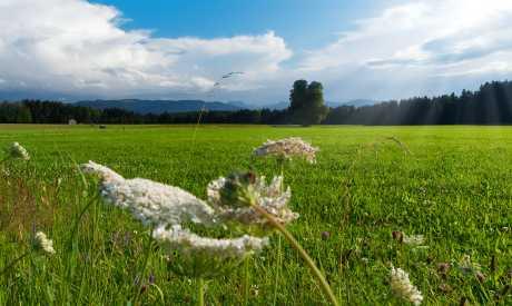 Samoniklo ljekovito bilje