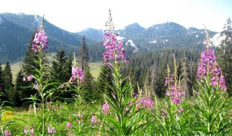 Od livade do kapsule