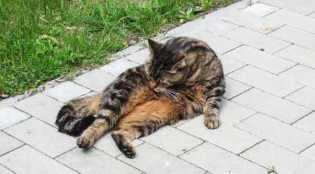 Konstipacija kod mačaka