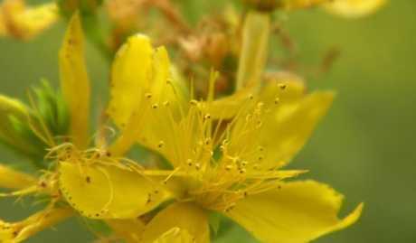 Zašto se kantarion ne smije koristiti za sunčanje?