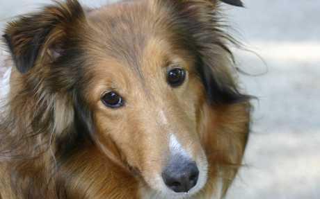 Odabrati mužjaka ili ženku?