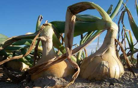 Prirodan antibiotik koji ima svaka kuća