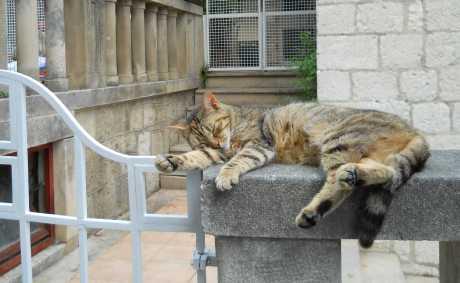 Dijabetes kod mačaka