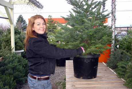 Iznajmljivanje živih božićnih drvaca