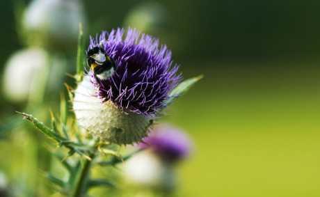 Nakon blagdana – detoksikacija jetre čičkom!